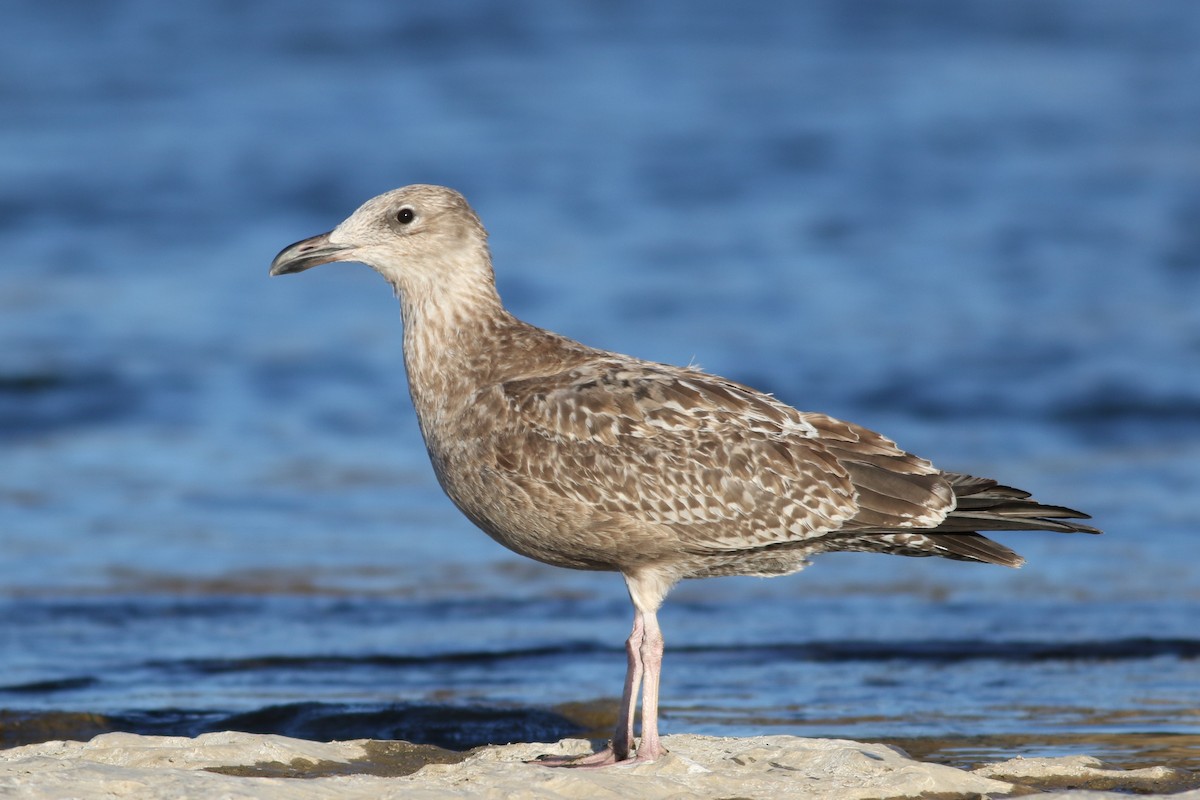 American Herring Gull - ML645372420