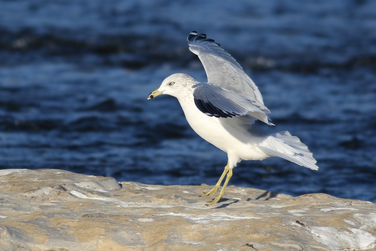 Ring-billed Gull - ML645372424