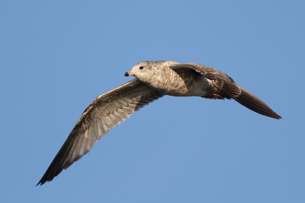 Ring-billed Gull - ML645372428