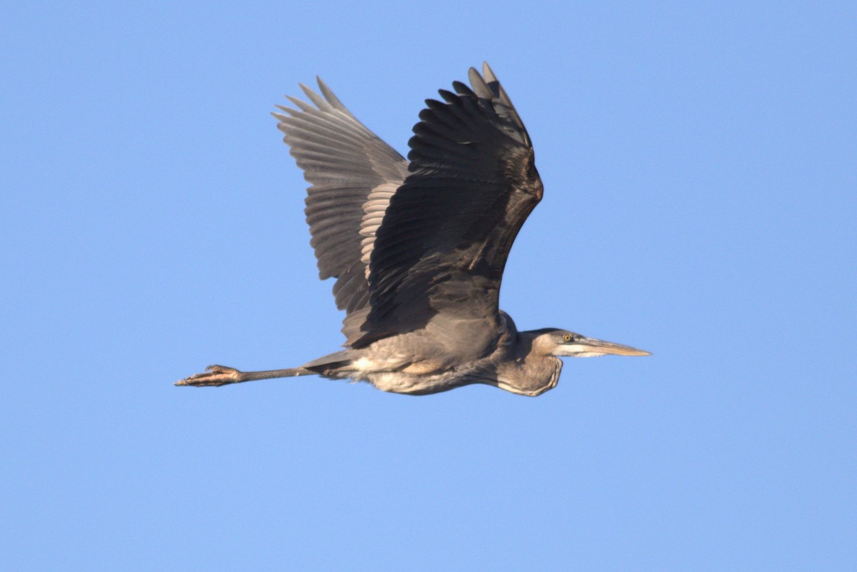 Great Blue Heron - ML645372432