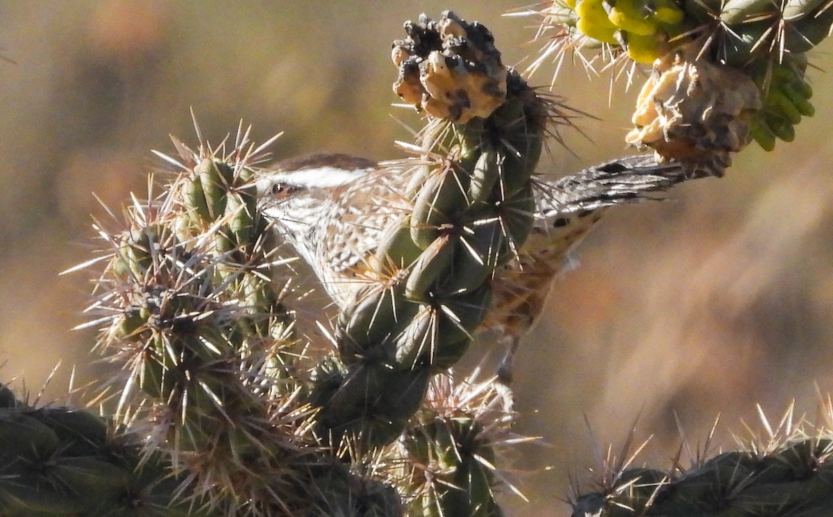 Cactus Wren - ML645372433