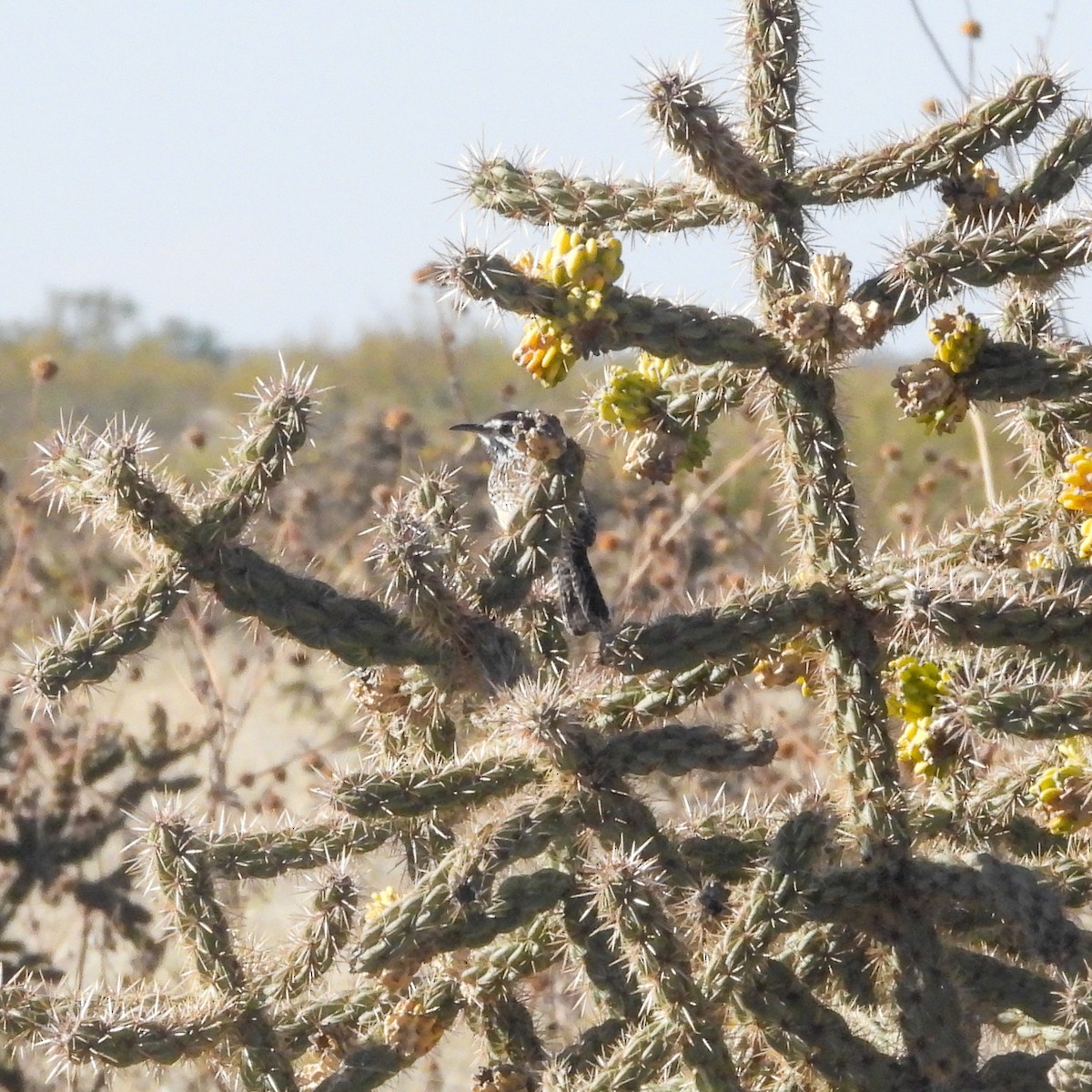 Cactus Wren - ML645372434