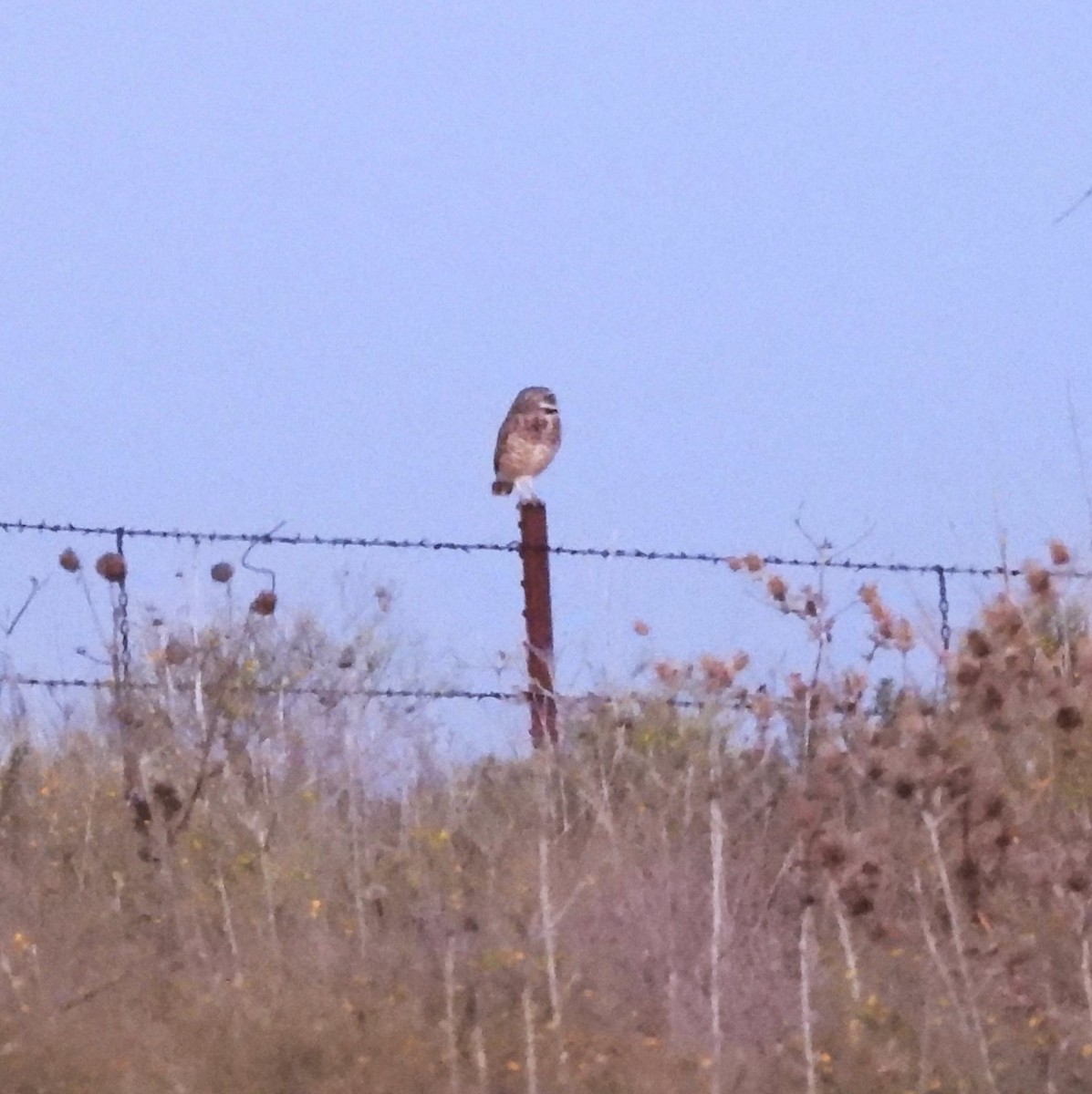 Burrowing Owl - ML645372455