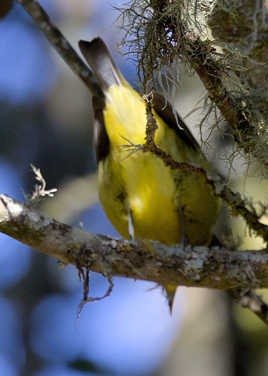 Hypolaïs jaune - ML645372462
