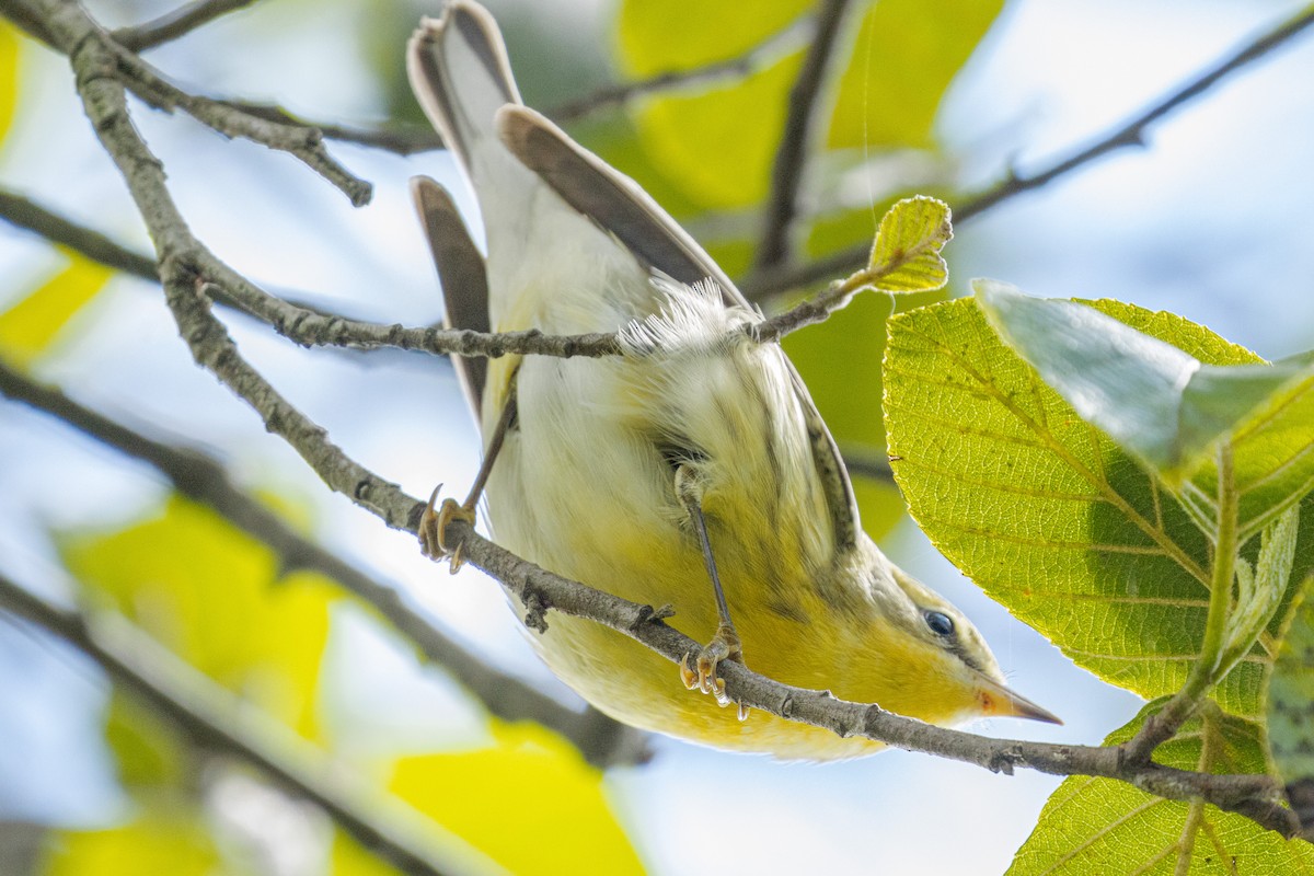 lesňáček jedlovcový - ML645372465