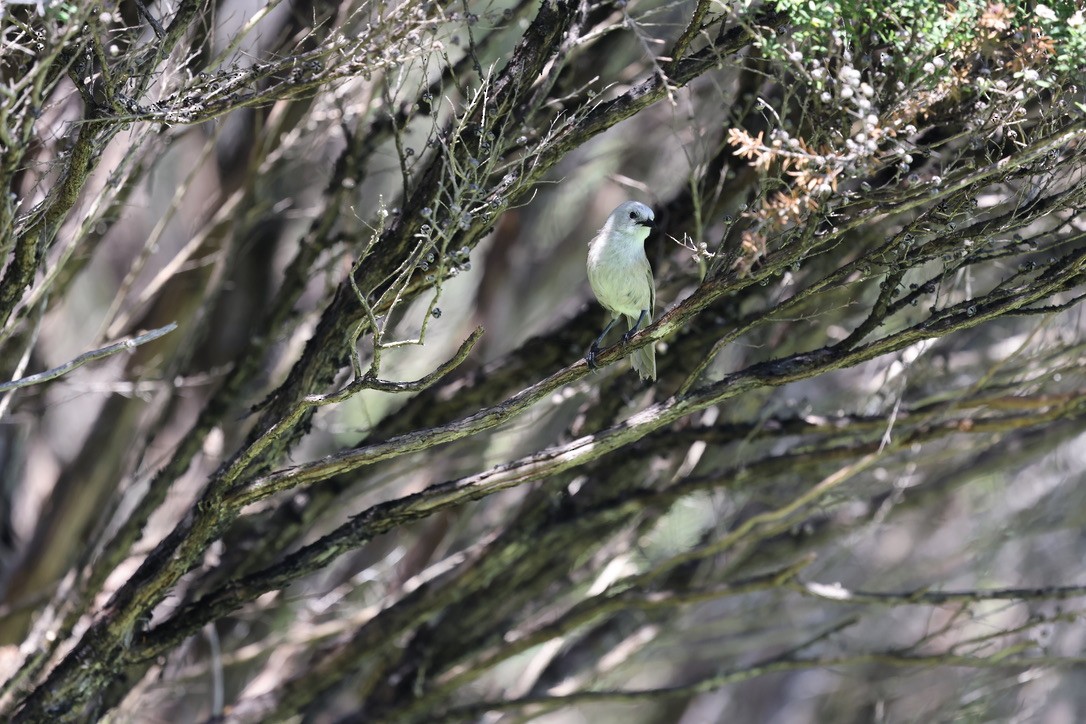 Whitehead - ML645372468