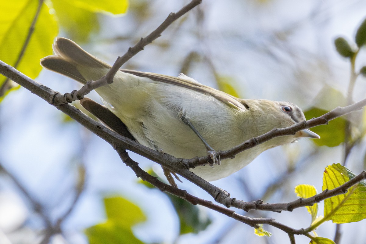 Красноглазый виреон - ML645372475