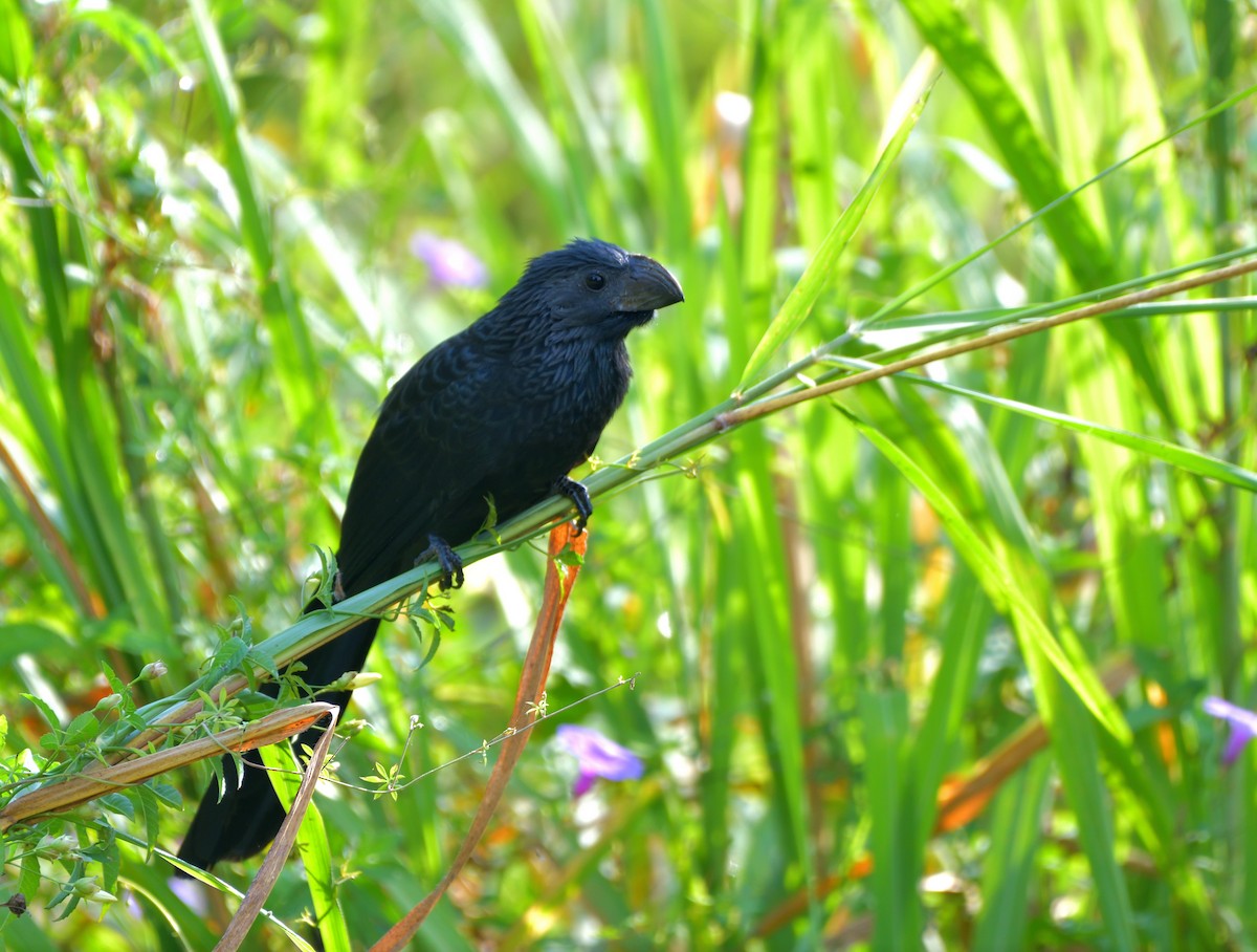 Groove-billed Ani - ML645372482