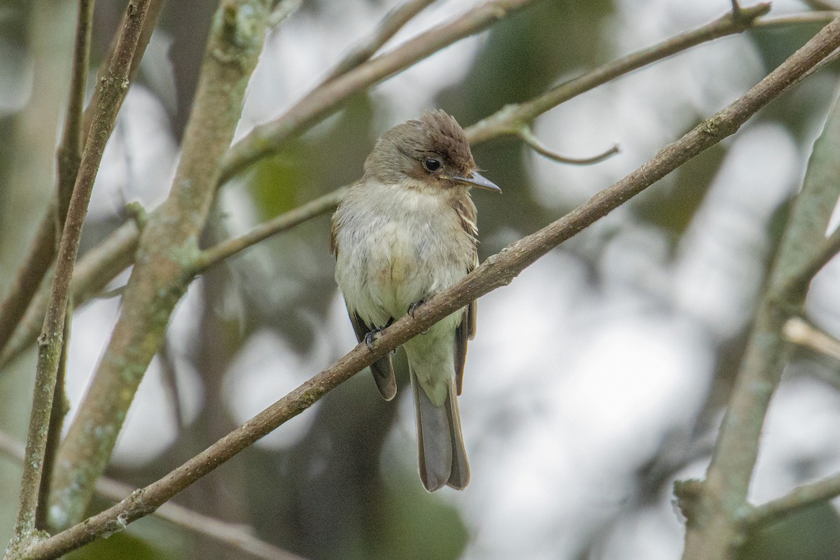 חטפית Empidonax בלתי-מזוהה - ML645372485