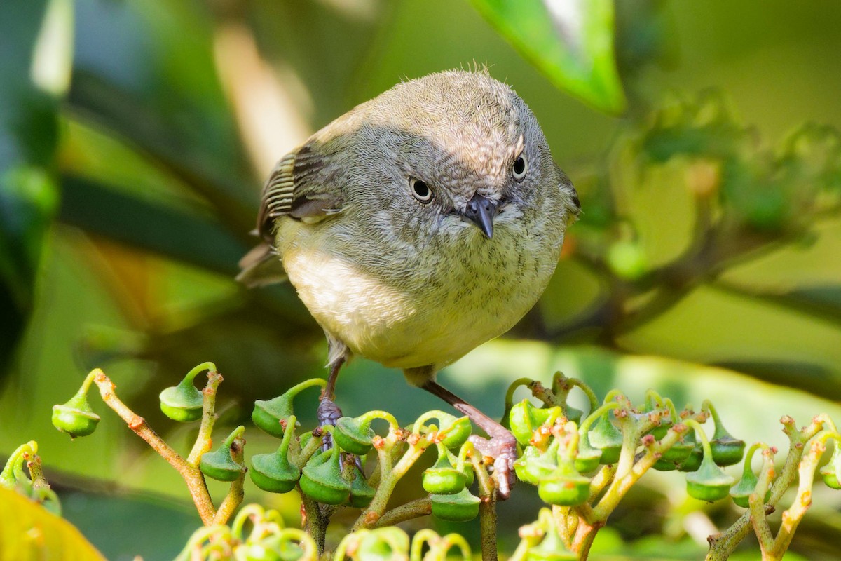 Mountain Thornbill - ML645372489