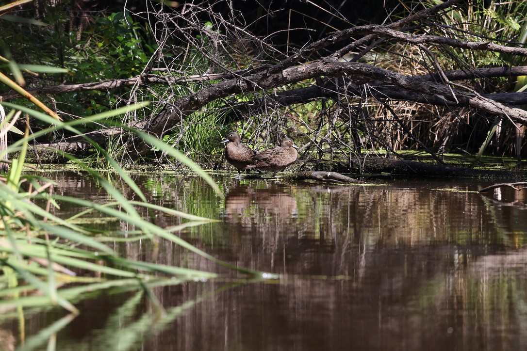 Brown Teal - ML645372496