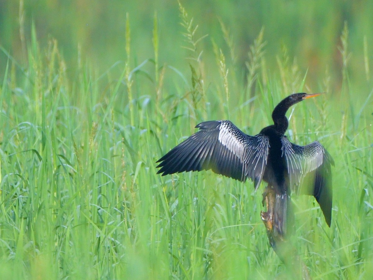 Anhinga - ML645372499