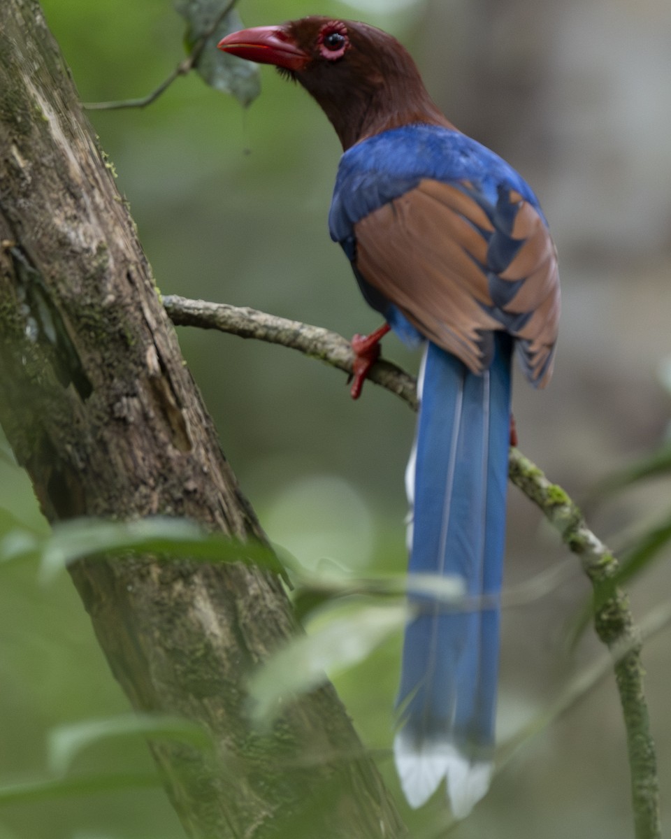 Sri Lanka Blue-Magpie - ML645372503
