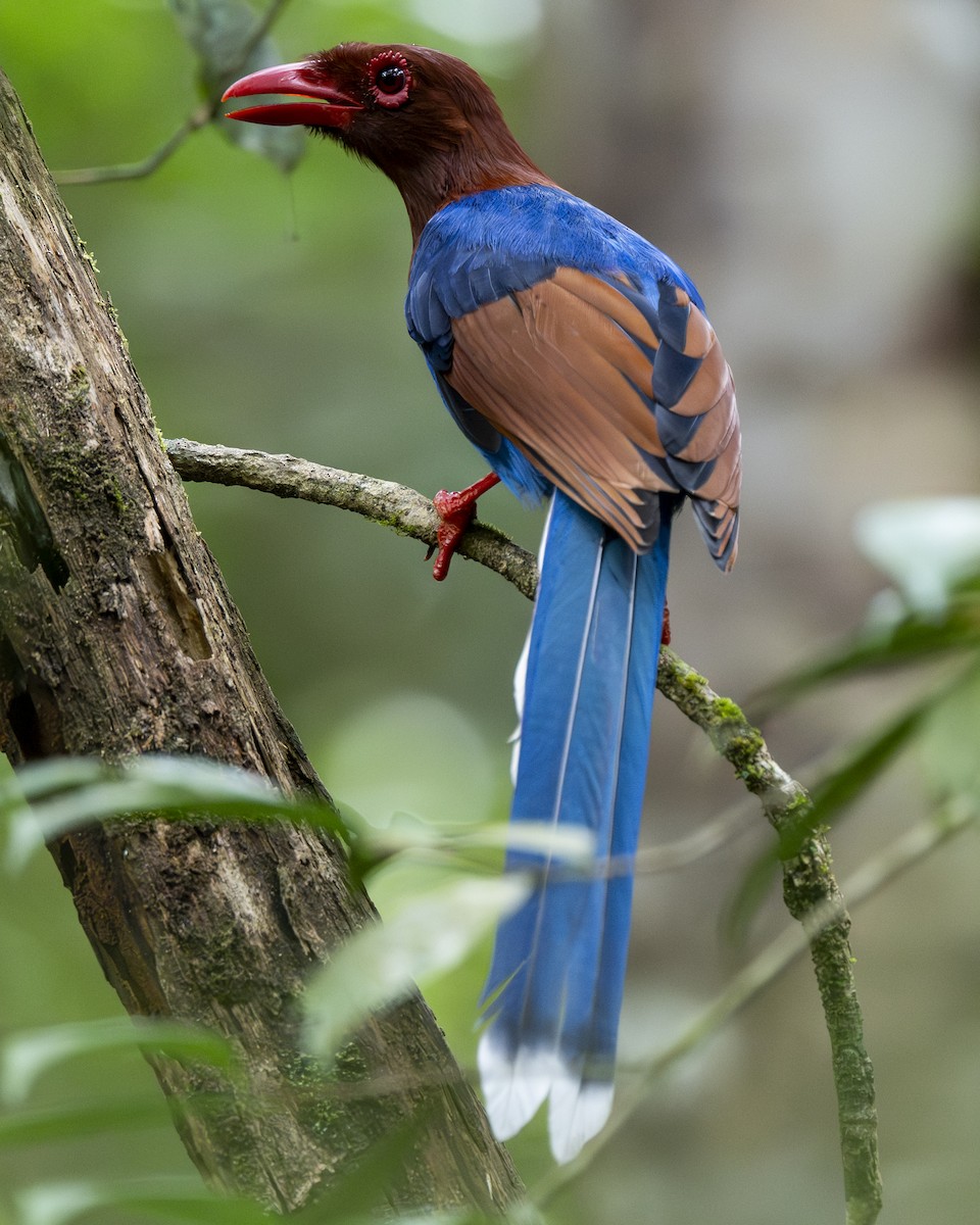 Sri Lanka Blue-Magpie - ML645372504