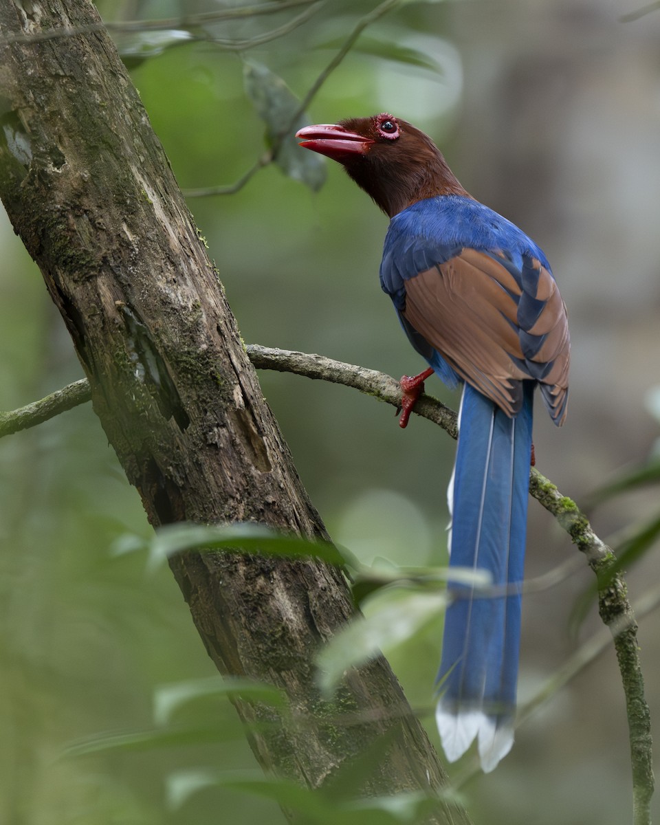 Sri Lanka Blue-Magpie - ML645372505