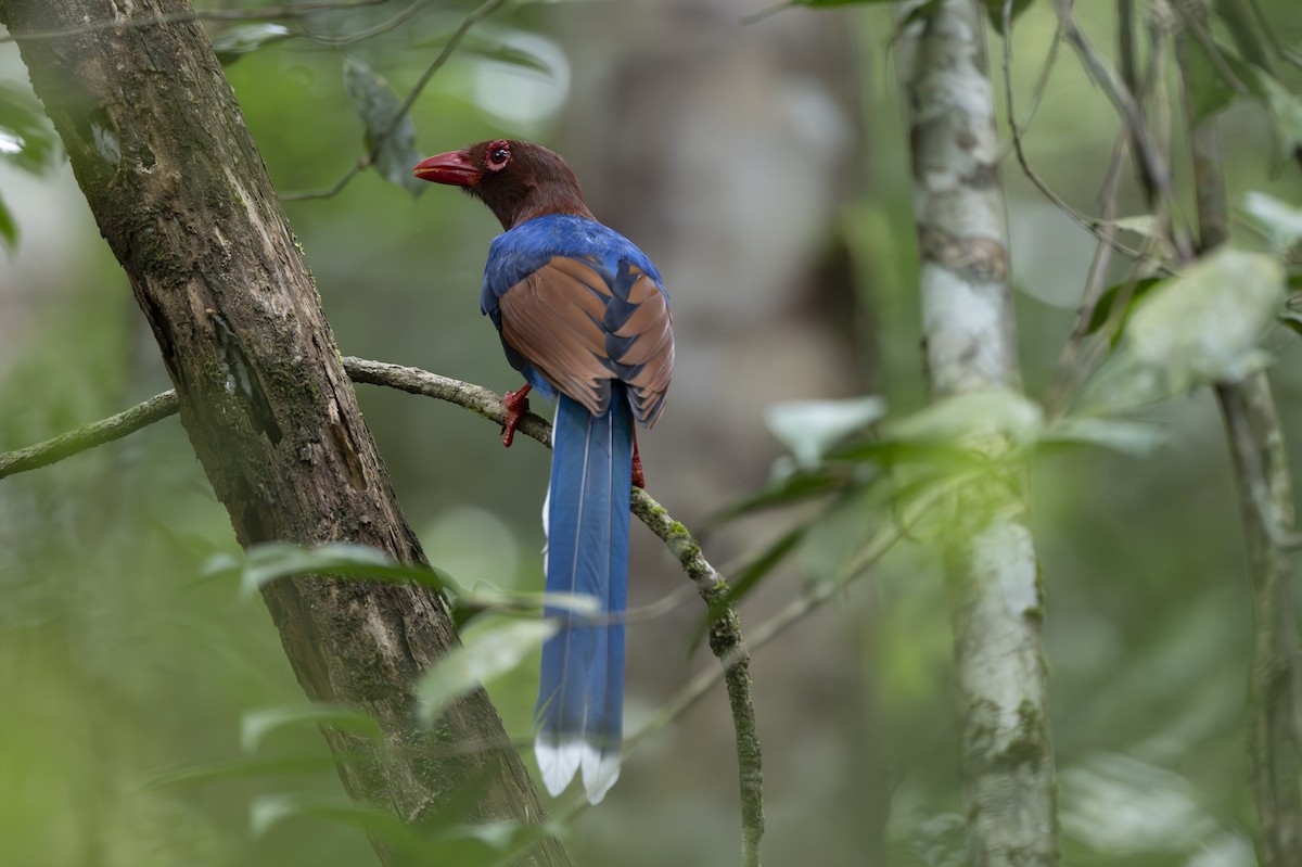 Sri Lanka Blue-Magpie - ML645372506