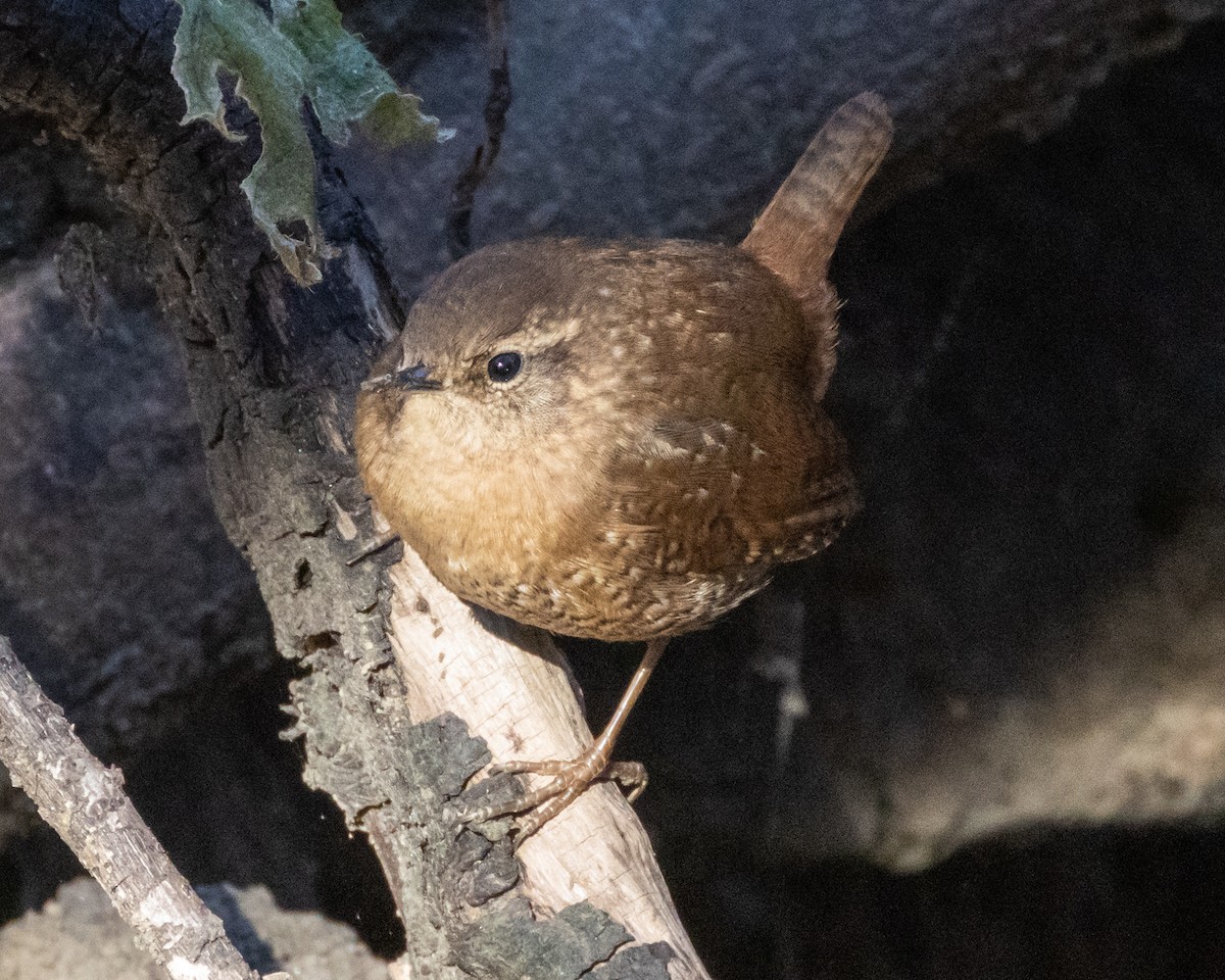Winter Wren - ML645372508