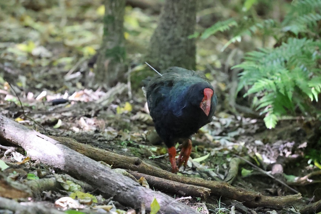 South Island Takahe - ML645372510