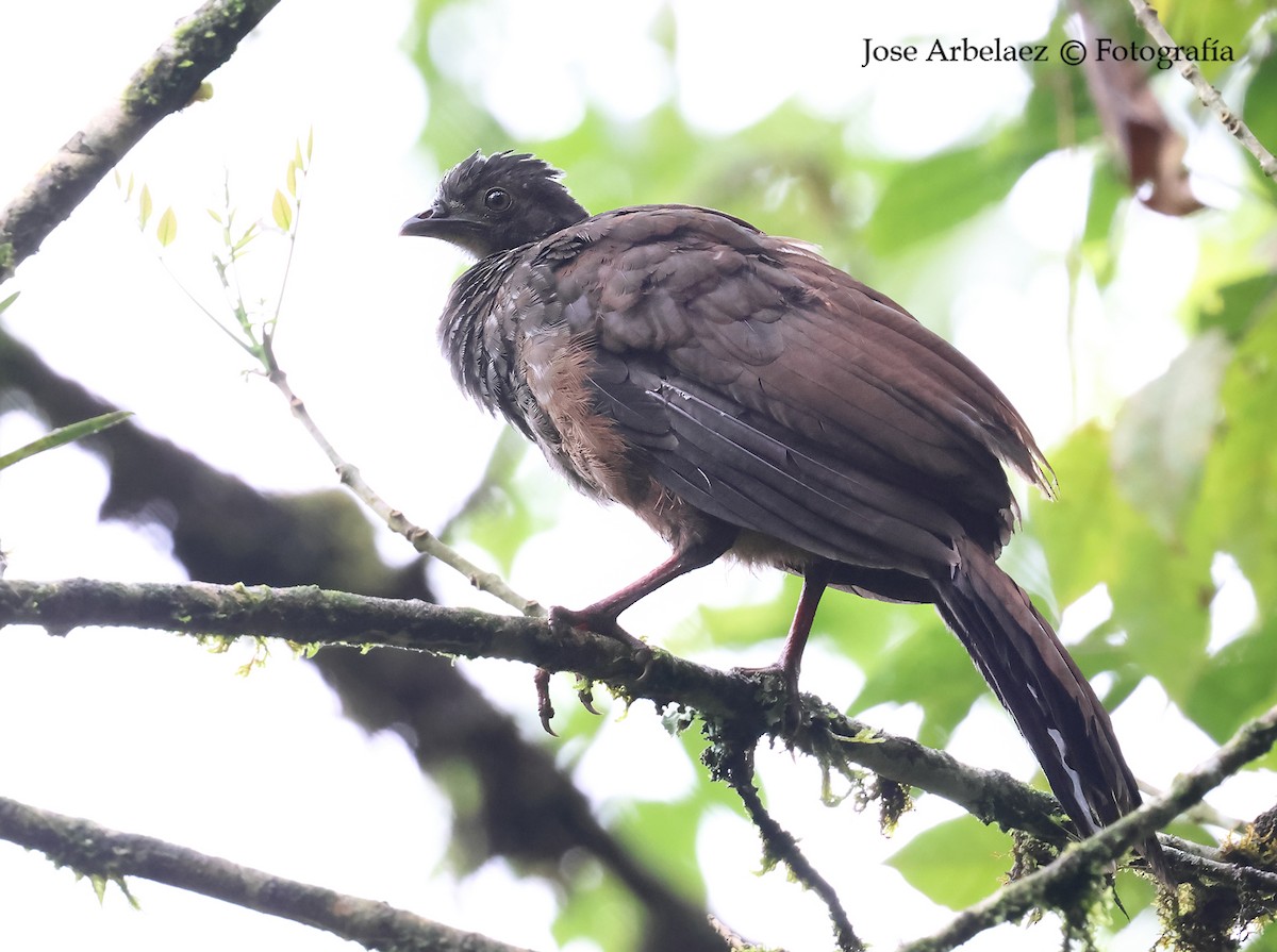 Pénélope du Cauca - ML645372514