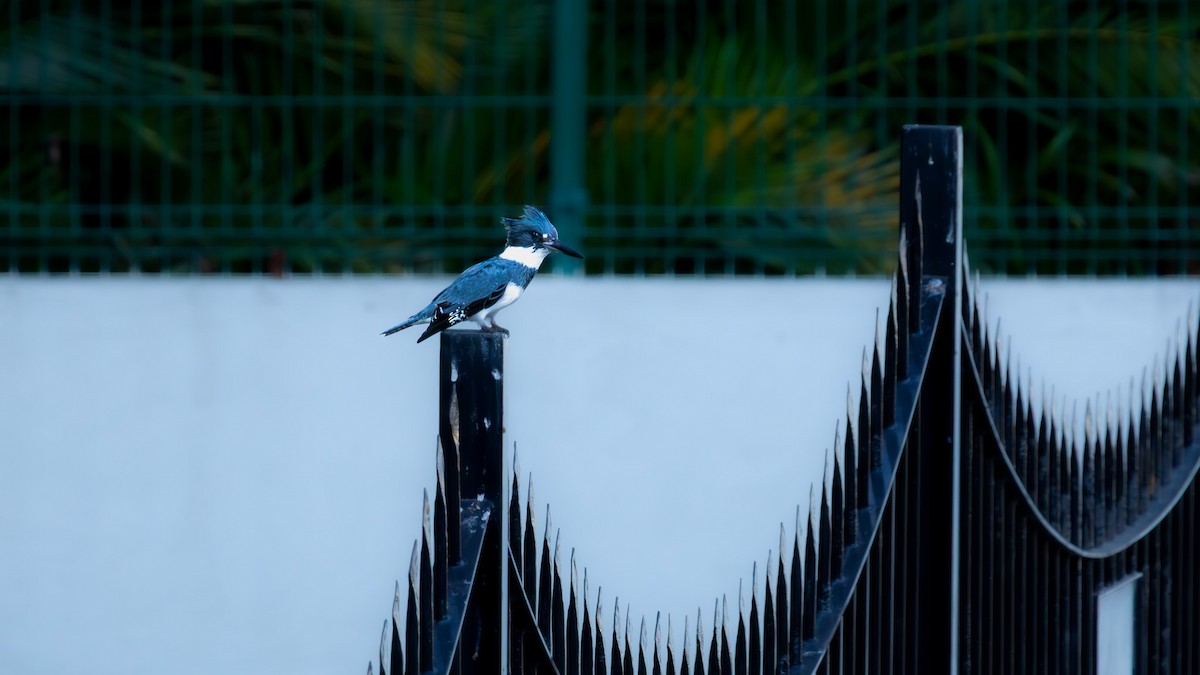Belted Kingfisher - ML645372515