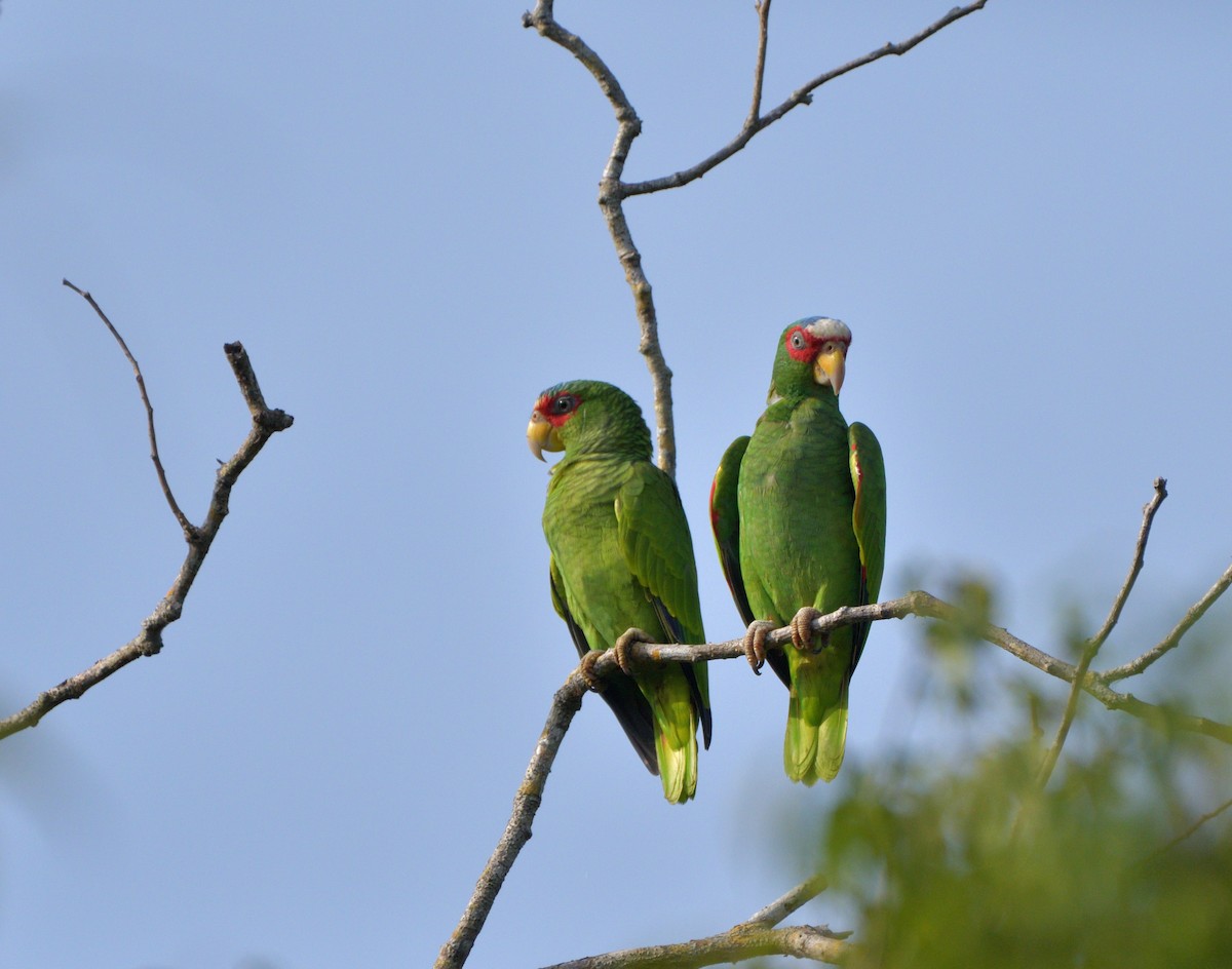White-fronted Amazon - ML645372516