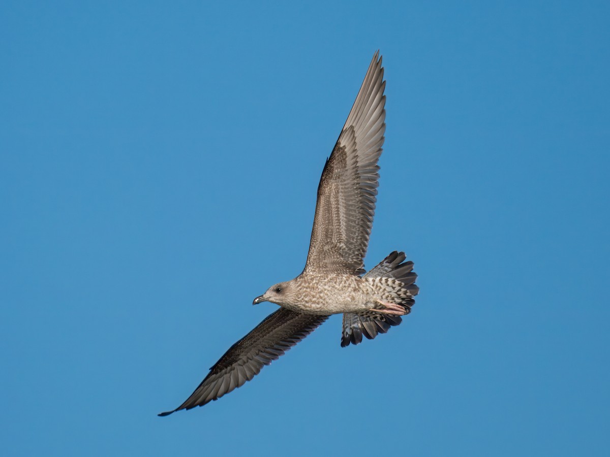 Lesser Black-backed Gull - ML645372519