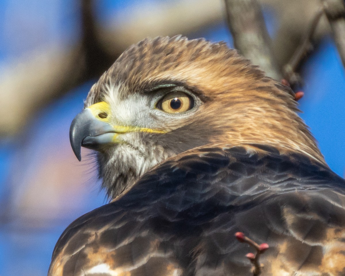 Red-tailed Hawk - ML645372532