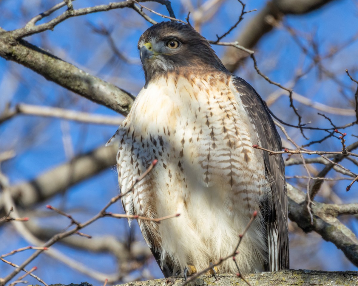 Red-tailed Hawk - ML645372533