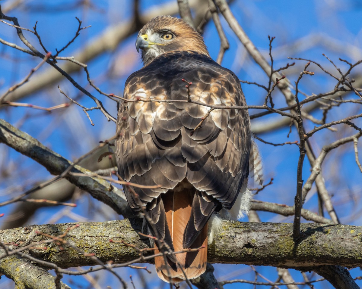 Red-tailed Hawk - ML645372534