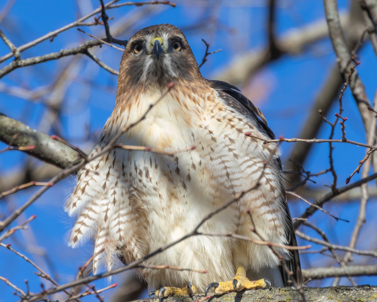 Red-tailed Hawk - ML645372535