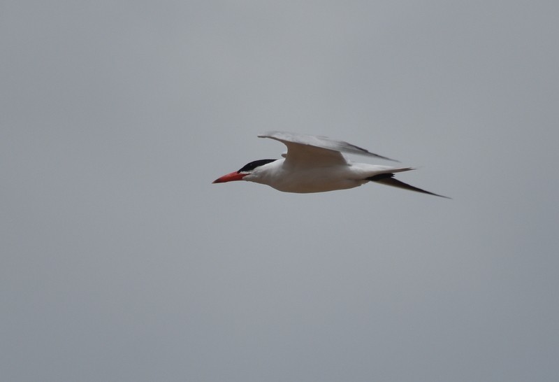 Caspian Tern - Shwetha Bharathi