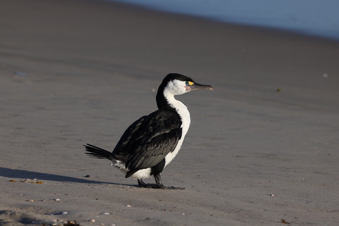 Pied Cormorant - ML645372539