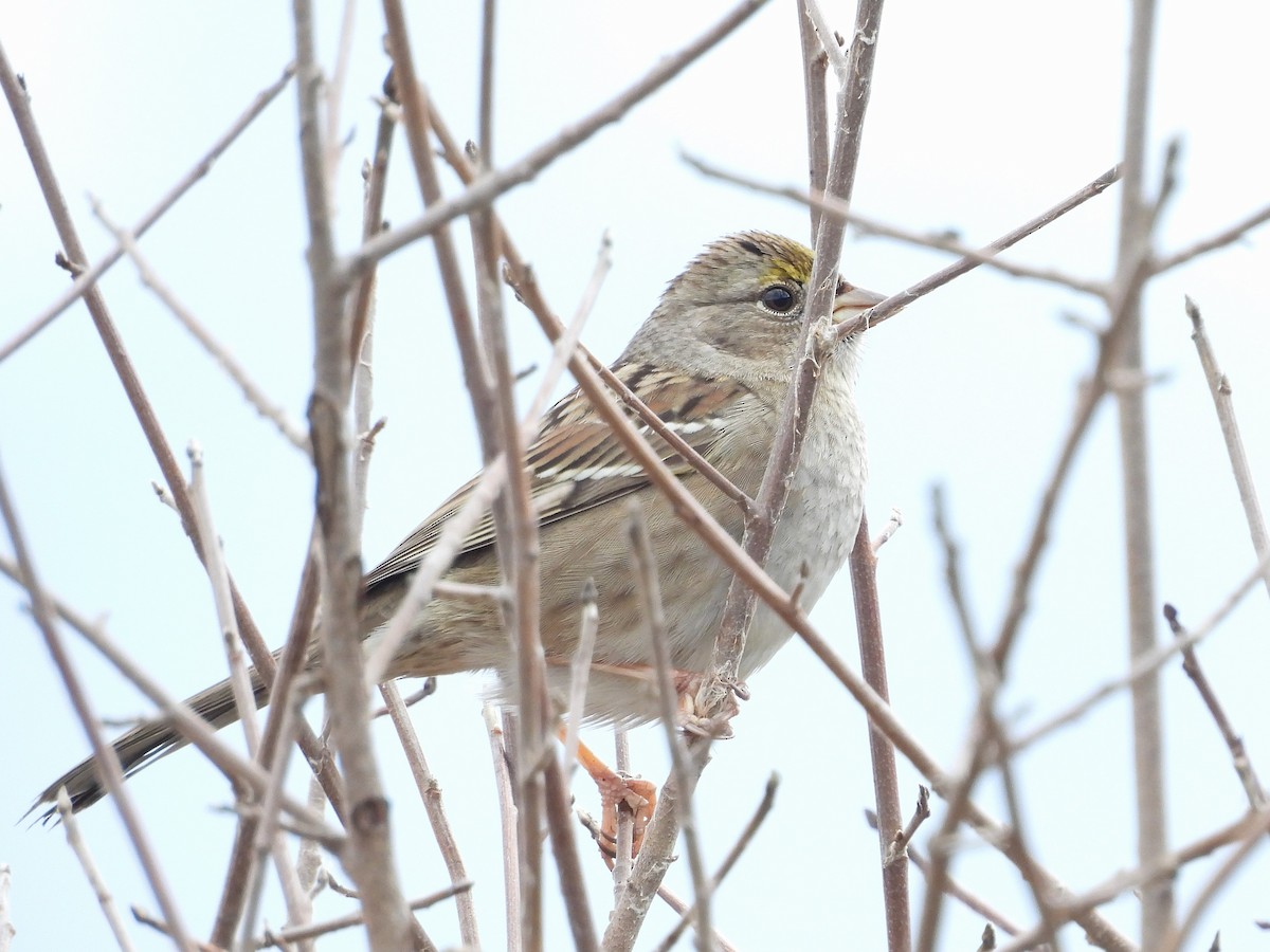 Golden-crowned Sparrow - ML645372543