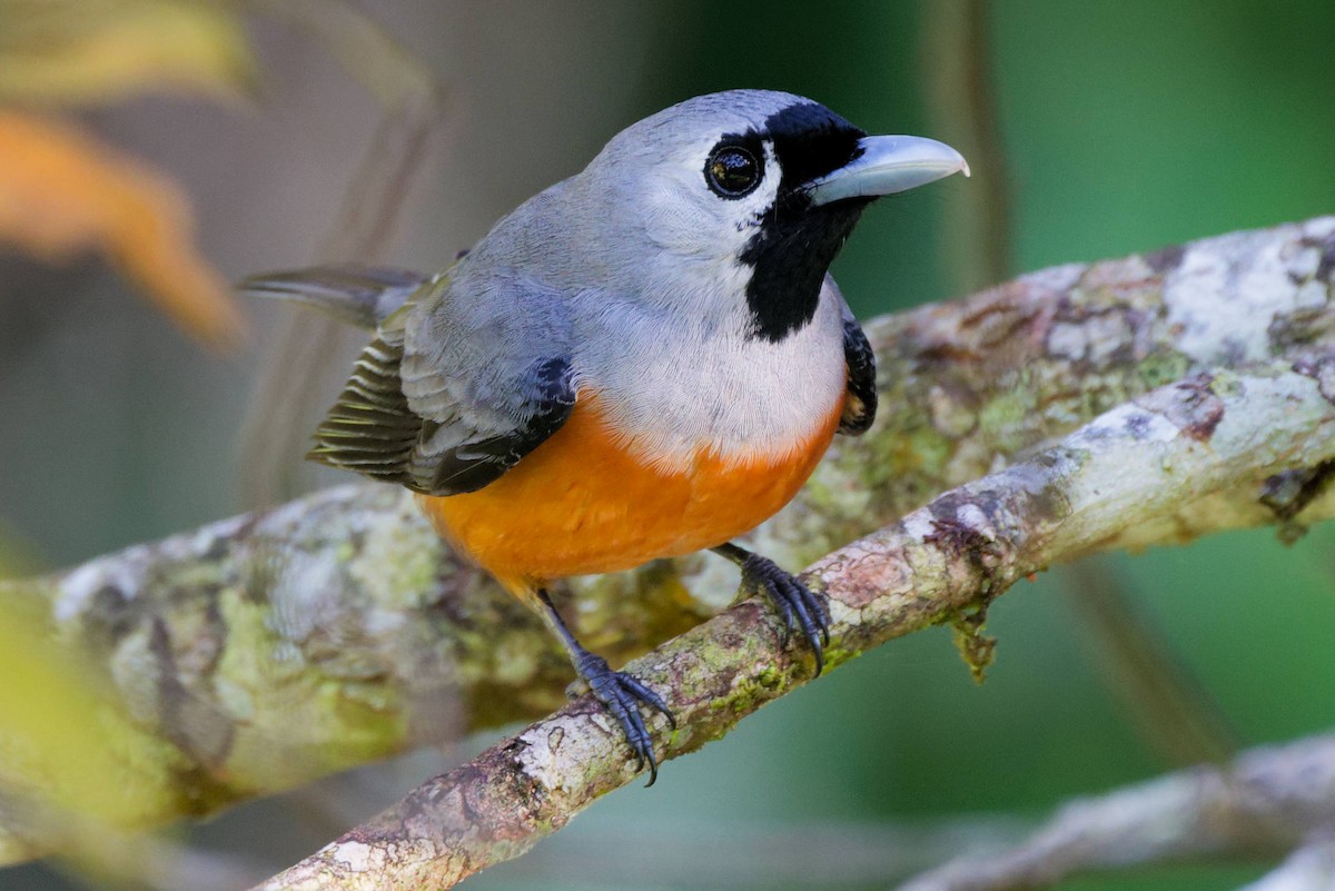 Monarque à face noire - ML645372545