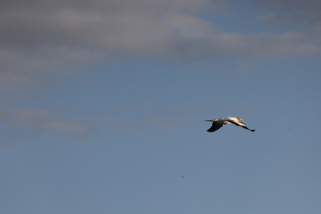 Australasian Gannet - ML645372546