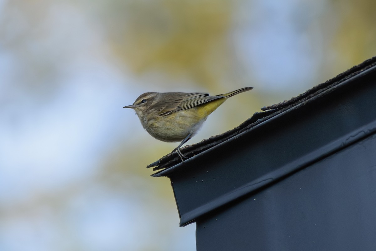 Palm Warbler - ML645372555