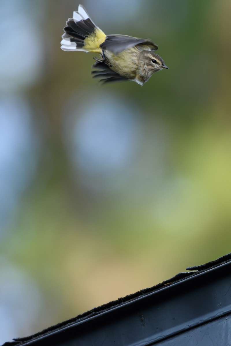 Palm Warbler - ML645372557