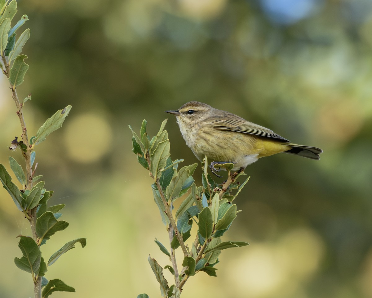 Palm Warbler - ML645372558