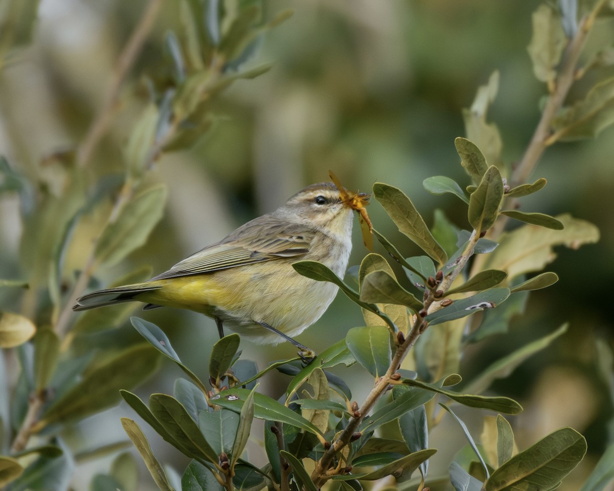 Palm Warbler - ML645372559