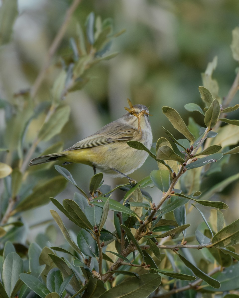 Palm Warbler - ML645372560