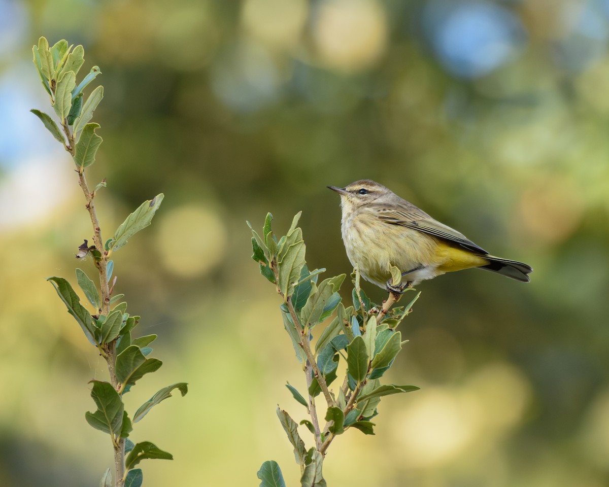 Palm Warbler - ML645372565