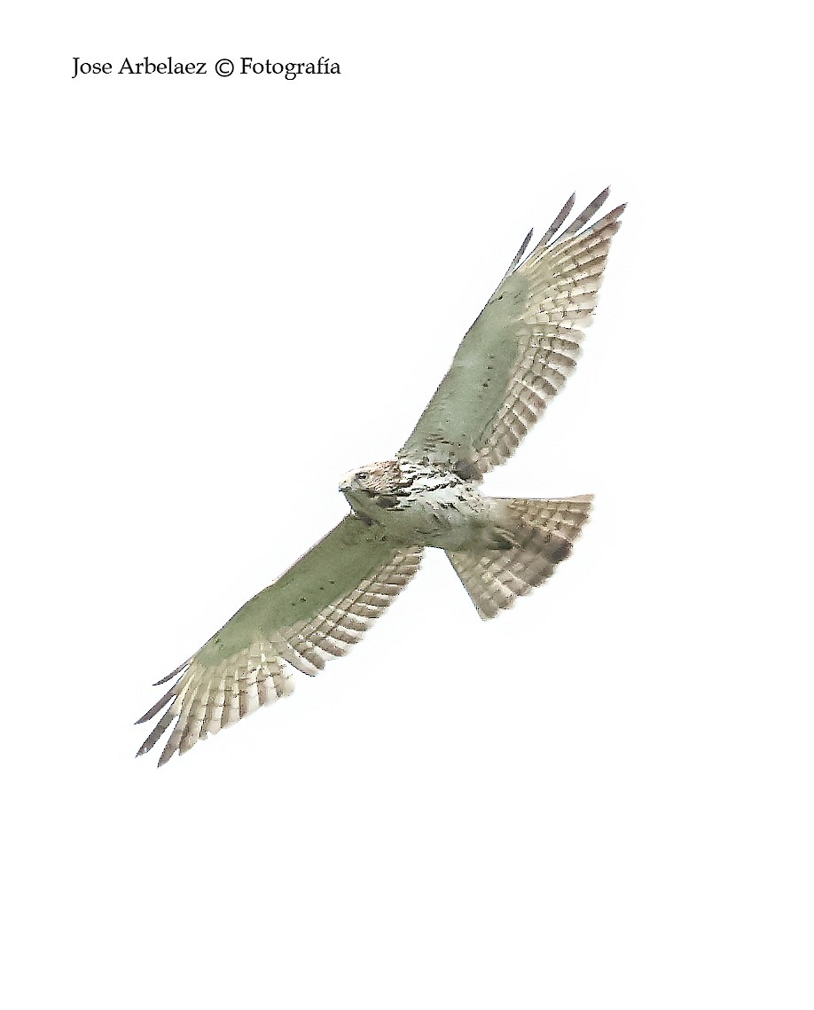 káně širokokřídlá - ML645372568