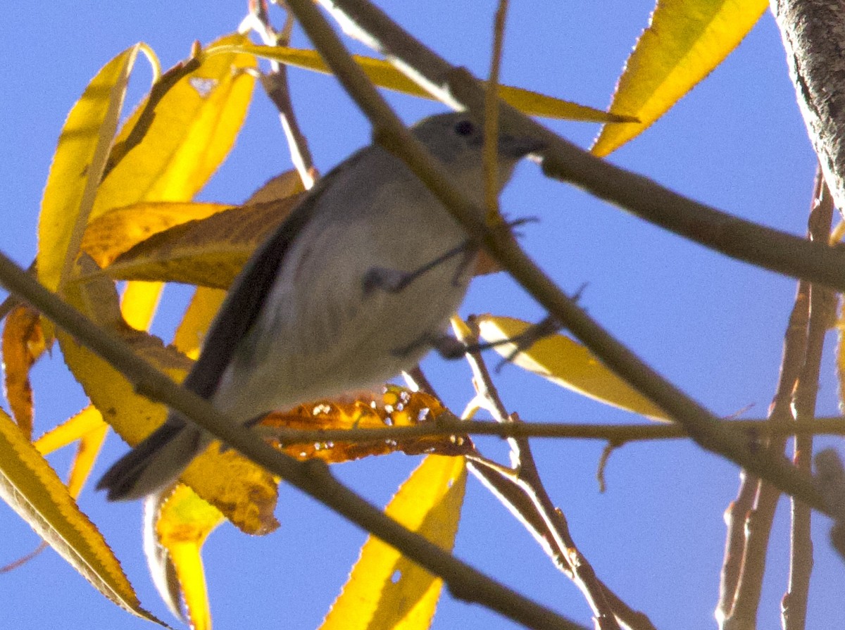 Пісняр-лісовик рудобокий - ML645372579