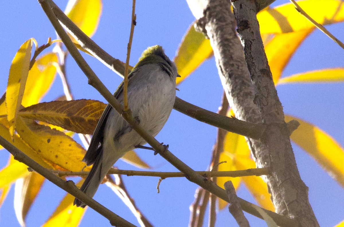 Пісняр-лісовик рудобокий - ML645372580