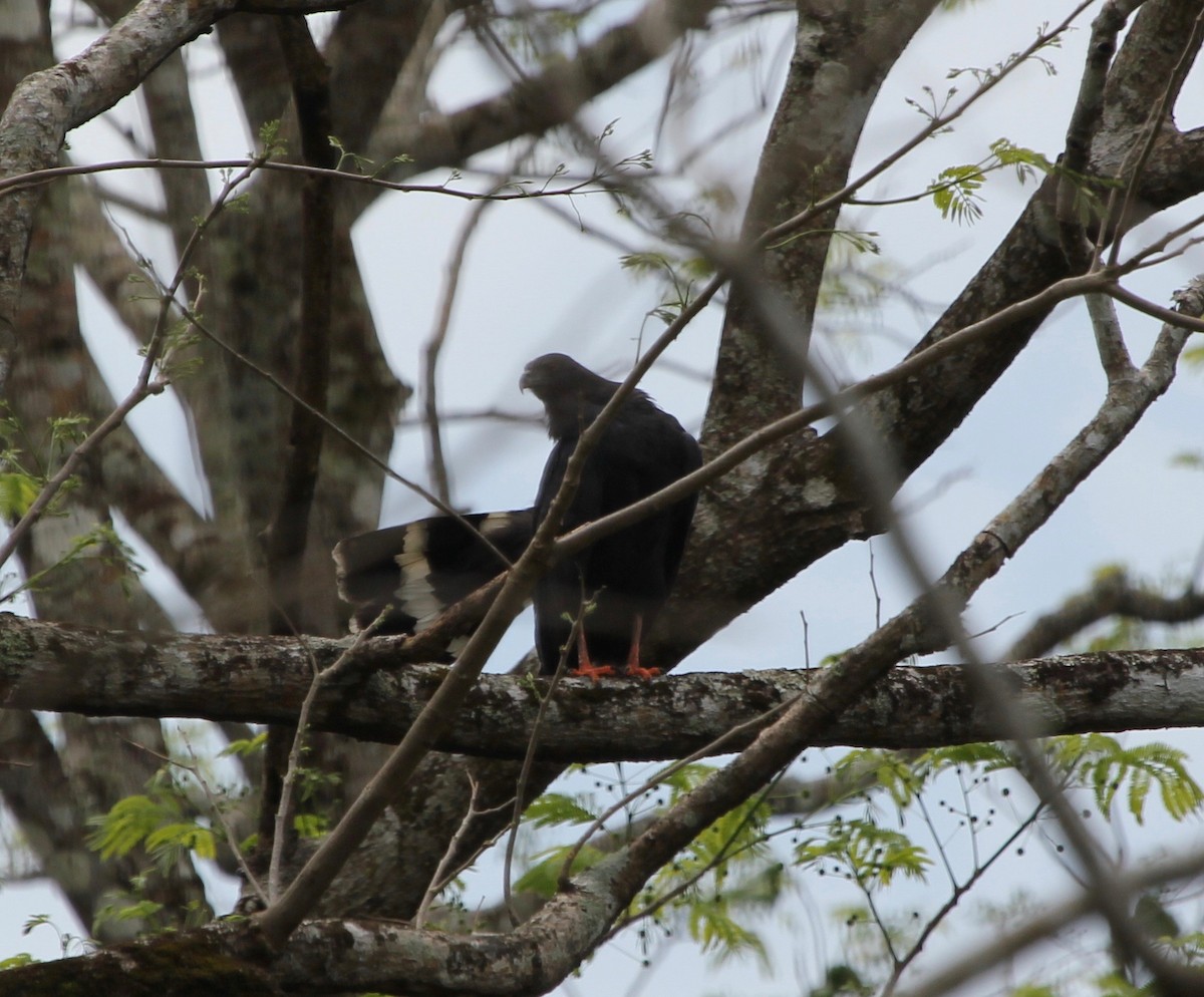 Crane Hawk - ML645372583