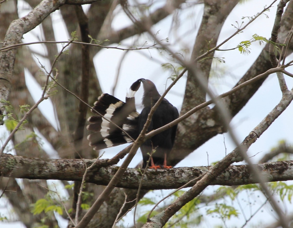 Crane Hawk - ML645372584