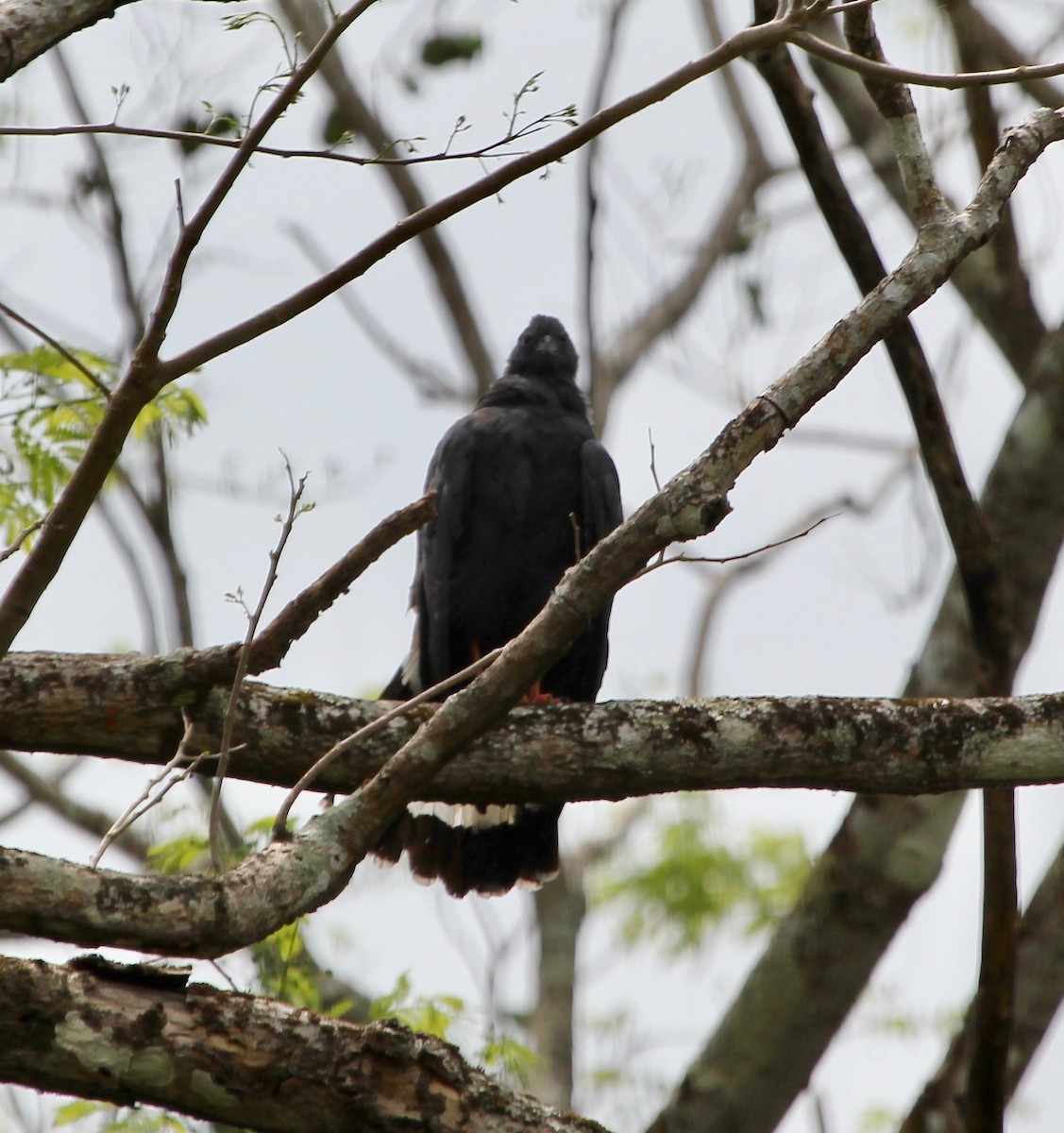 Crane Hawk - ML645372586