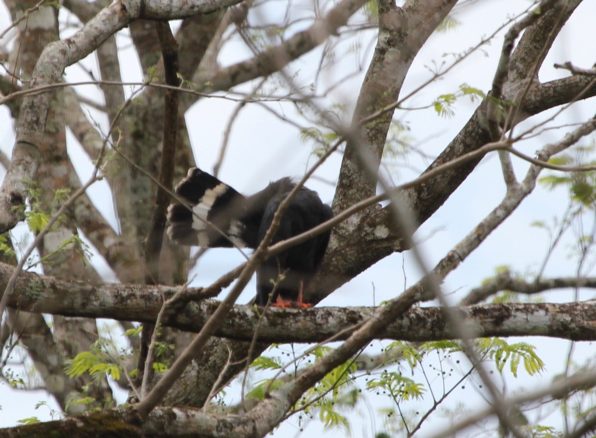 Crane Hawk - ML645372587