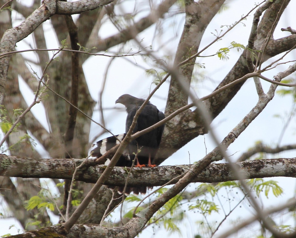 Crane Hawk - ML645372588