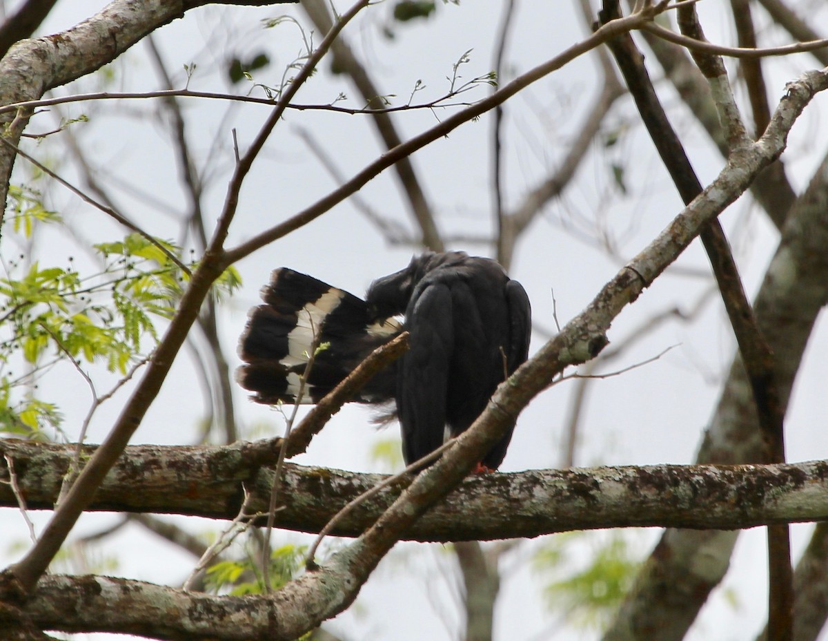 Crane Hawk - ML645372589